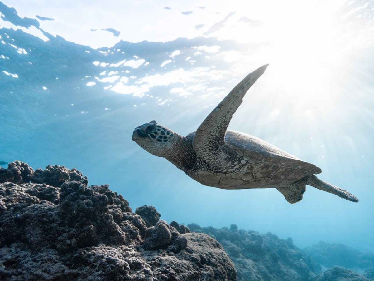 Cairns, QLD: Your Guide For Things To&nbsp;Do