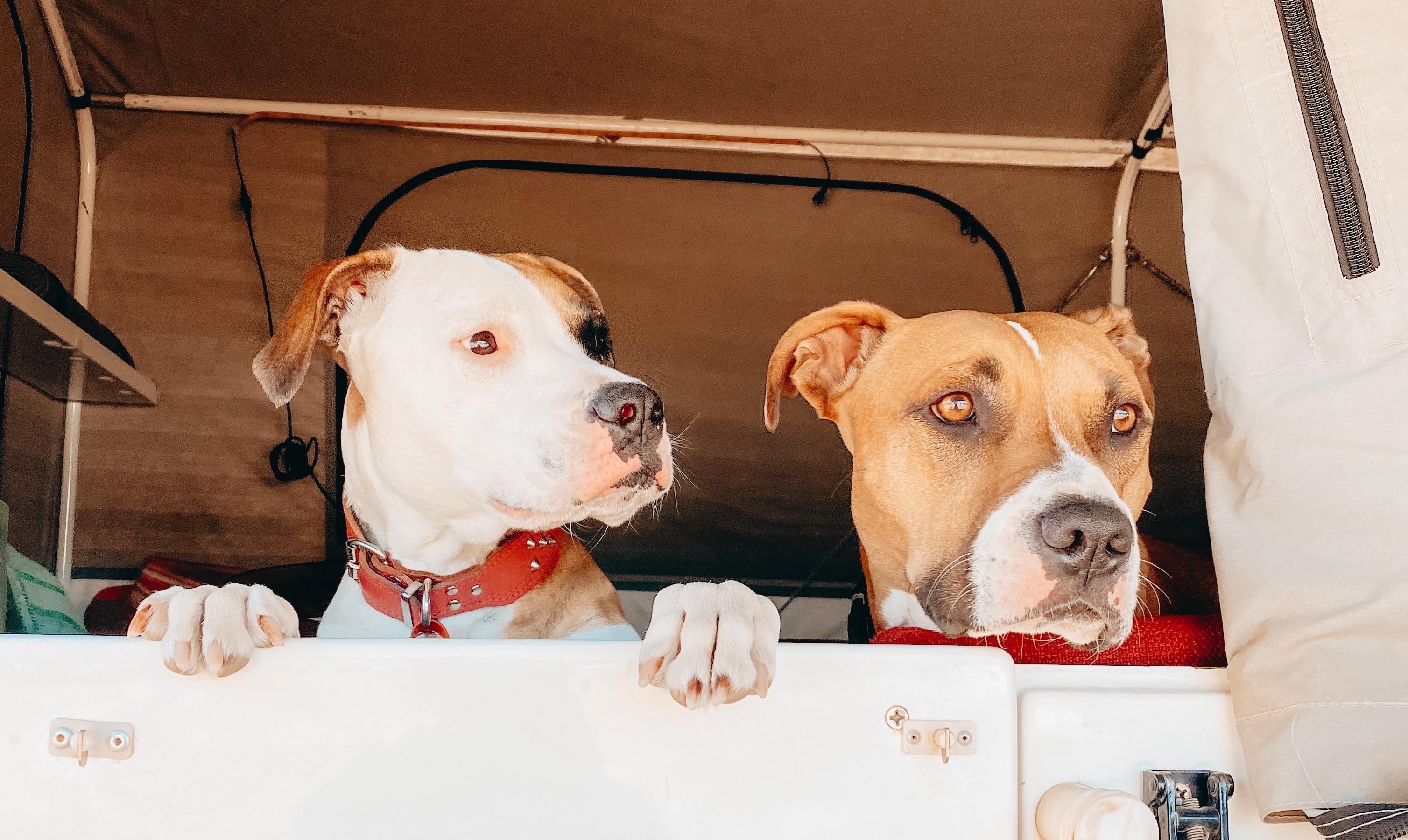 Two bully breed dogs looking out of a camper trailer
